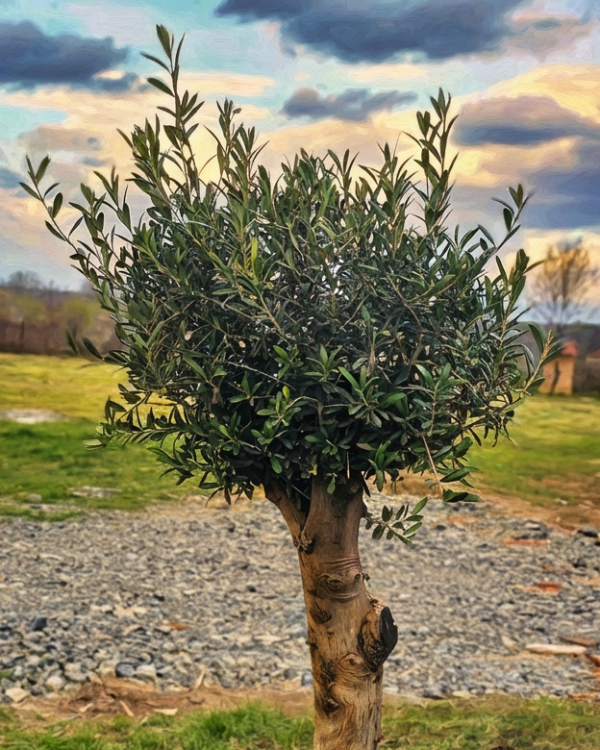 envato-labs-image-edit (20)